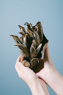 タビビトノキ（Lサイズ）