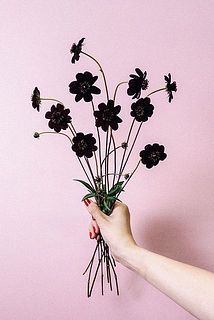 チョコレートコスモスは茎が細く繊細です。