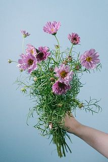 コスモス「ダブルクリックローズボンボン」