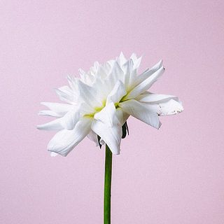 ダリアの花びらには傷がついていることも。弱っている花びらは取ってあげましょう。