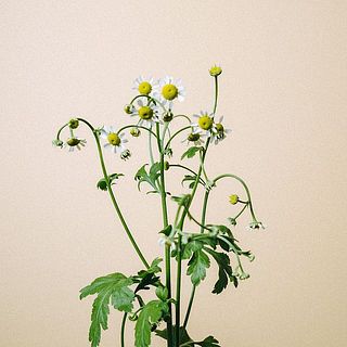 マトリカリアは水が下がりやすいお花ですが、湯揚げをするとシャキッと元気に。茎先をカットし、切り口を熱湯に20秒程つけてから水を吸わせてあげてください。
