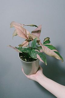 希少　♡異像水晶　グリーン✕ピンク　花♡ 希少 ♡異像水晶 グリーン✕ピンク 花♡ 希少品種ピンク色のシンゴニウム