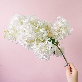 花の重みにより傾いている場合がございます。ご了承ください。