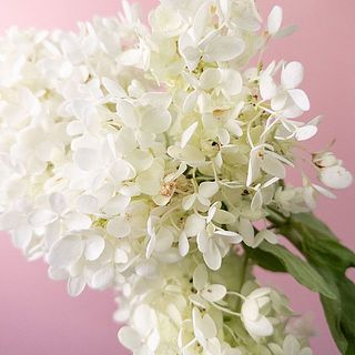 花弁に斑点の模様が見受けられることがあります。気になる場合はやさしく摘み取ってあげて。