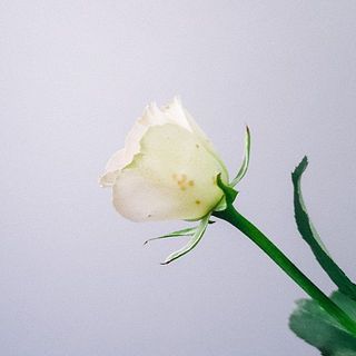 外側の花弁に斑点がある場合があります。気になる場合はやさしく摘み取ってあげて。