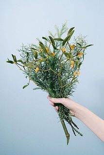 希少！幸運のヤドリギ