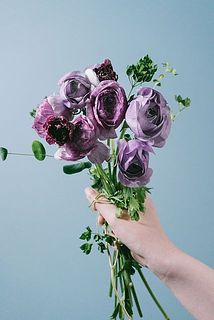 パープルブルーラナンキュラス