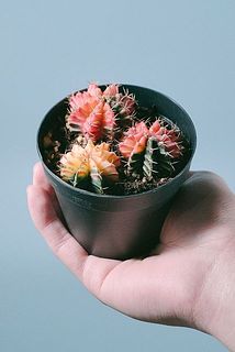 虹色サボテン