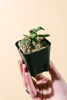 超希少！ビカクシダ「p.willinkii 'bacteria'」
