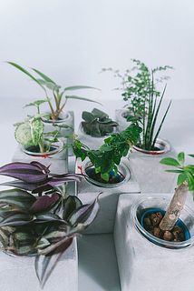 モルタルポットのおまかせ観葉植物（1個）