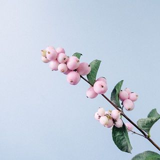 丸く可愛らしい実は振ると落ちやすいので、ご了承ください。