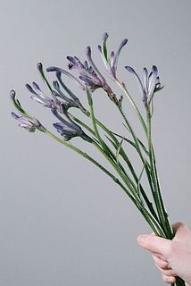 希少品種！ナチュラルパープルのカンガルーポー