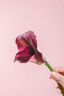 変わり咲きのカラーが入っています