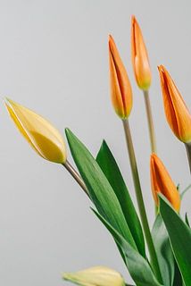 ツンとした蕾姿もかわいい🧡