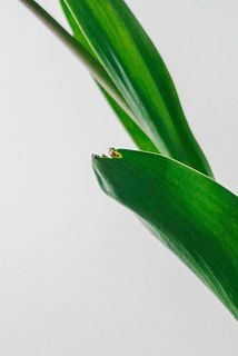 一部、葉が傷ついていたり変色している場合がございます。