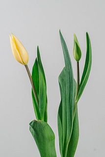 大きさには個体差がございます。