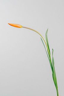 茎は細く柔らかい為、箱から出す際はご注意ください。