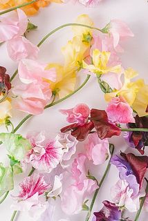 色とりどりのスイートピーが届きます。色味はランダムです。