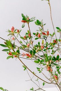 ツツジの蕾付き✨