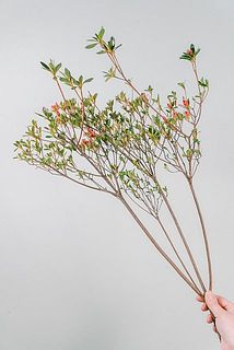 枝ぶりには個体差がございます。