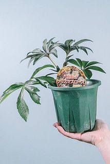 蕾の状態で届く場合がございます