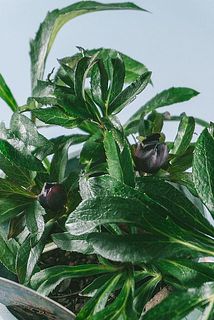 開花していく様子もお楽しみください