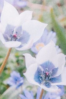 開花イメージ。色味には個体差がございます。