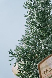 少し白色の葉の表面をしています。雪みたいで可愛いい⛄️