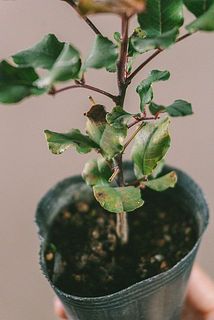 葉が黄色や茶色に変色している場合がございます。