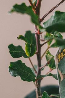 葉の色の変色は寒い時期の特性になります。気になる場合は取り除きましょう