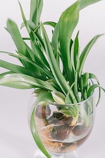 ワイングラスに飾るとかわいい！