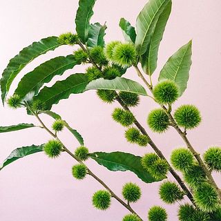 葉が変色していることがあります。ご了承ください。