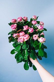 スプレーバラ「ジゼル」