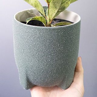 フィッカス・ジン　SPILAL インテリアポット入り フィカス「ジン」