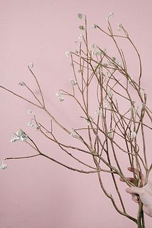 枝ぶり、開花具合には個体差があります。