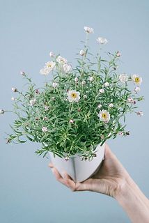 花かんざし