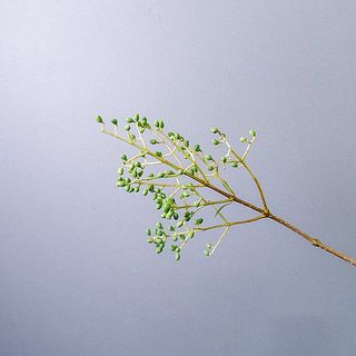 丸く可愛いらしい実は触れると落ちやすいです。ご了承ください