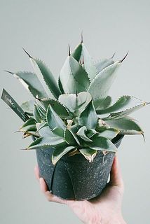 レスキュー 大きなアガベ「ドラゴントゥース」