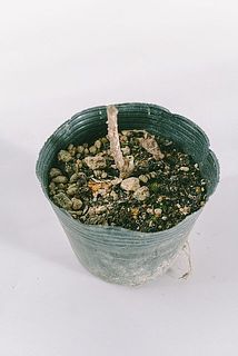 枝ぶりには個体差がございます。