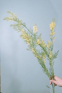 枝ぶりには個体差がございます。