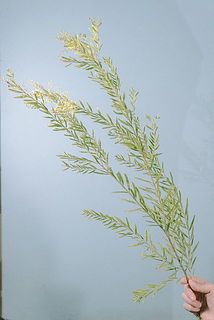 花がついていないことがございます。