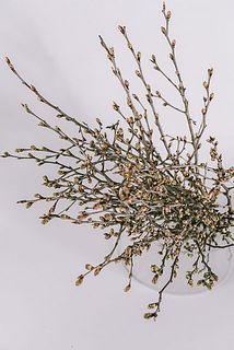 お届けイメージ