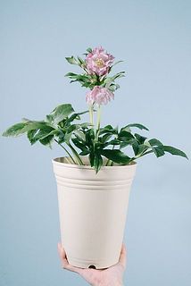 ピンク色の八重咲きクリスマスローズ