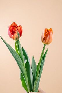 色味には個体差がございます。