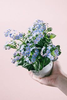 色変わりわすれな草「ミオマーク」