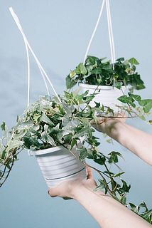 品種はおまかせでお届けします。