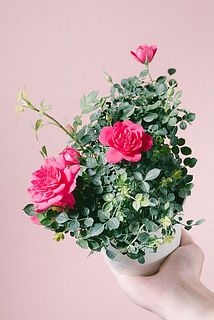 ミニバラ「キャンディキャンディー」