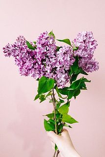 国産ライラック