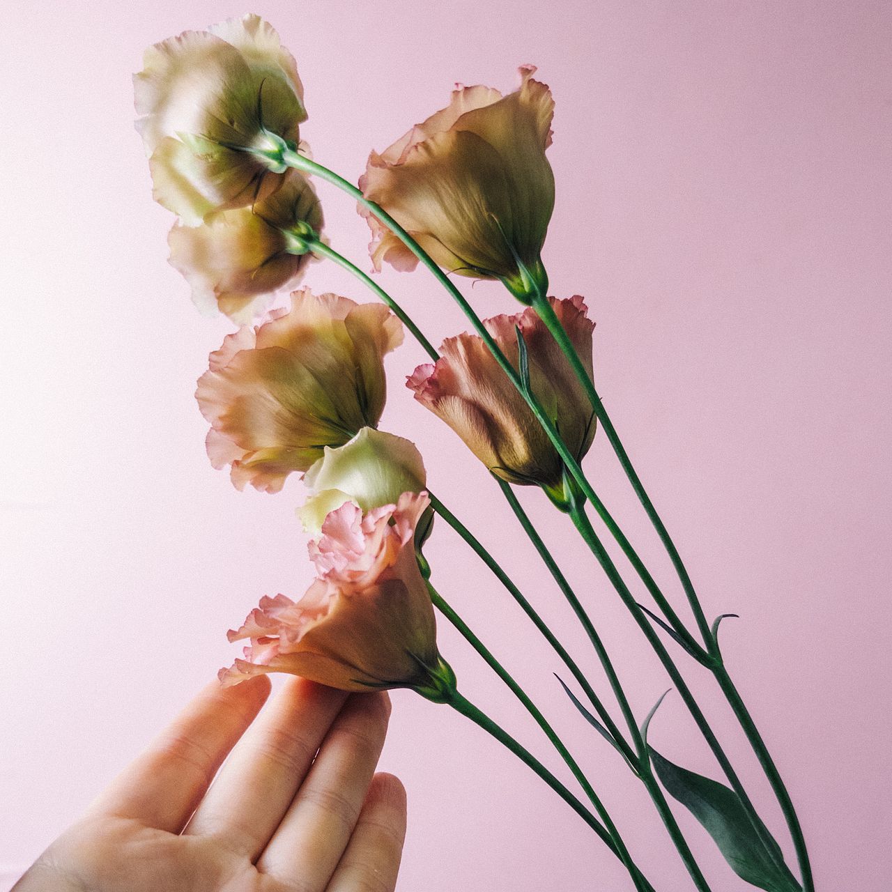 トルコキキョウとワックスフラワー