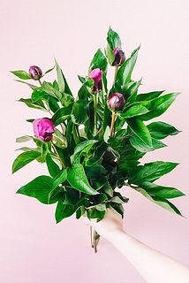 蕾の状態でお届けします。